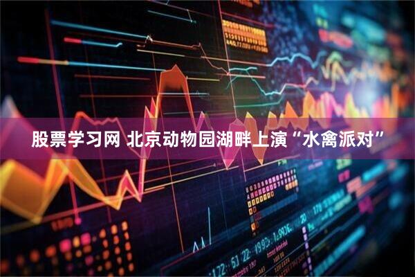股票学习网 北京动物园湖畔上演“水禽派对”